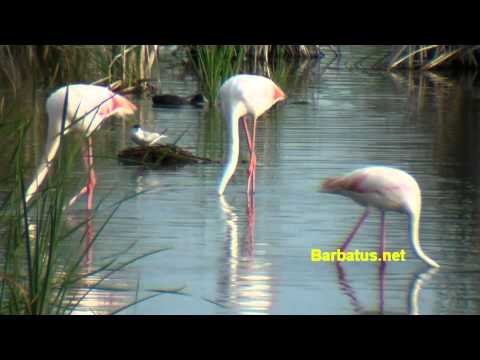 Flamenco común ( Phoenicopterus ruber )
