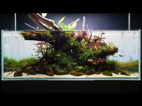 How We Made This 150cm Nature Aquarium, Step by Step Aquascape Guide
