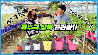 목수국 삽목은 이렇게 하세요!! 수국농장 사장님의 삽목 노하우 대방출!! feat. 황석정