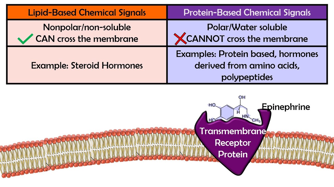 Cell Communication (AP Biology 4.1)