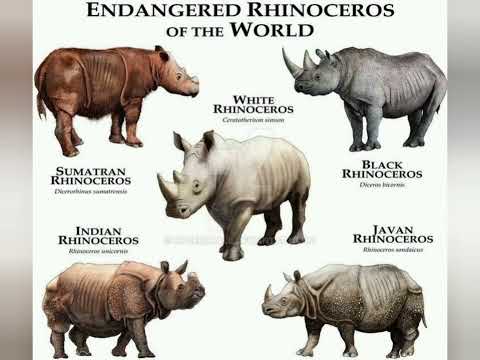 Wasis diop medina sabah