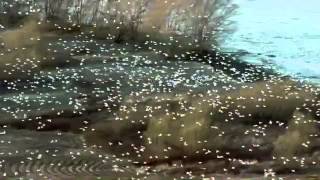 Aesthesys - Sailing to Byzantium