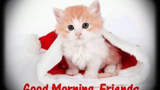 Good morning  gif| Super good morning gif |Cat good morning gif |