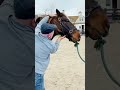 THAT ONE YOU CAN HEAR POP HORSE ADJUSTMENT