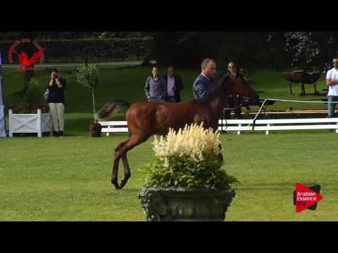 N.61 MAGIC ALGAZAL - Scandinavian Open Championship 2017 - Foals (Class 1-2)