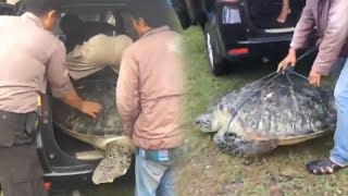 Anggota Polres Cilegon Evakuasi Penyu Raksasa yang Terdampar, Butuh 3 Orang untuk Mengangkatnya