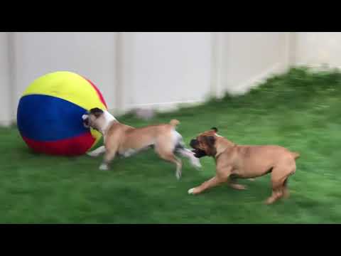 American Bully Soccer American Bully Soccer