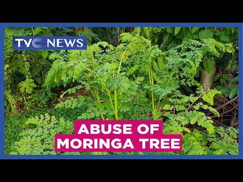 , title : 'Experts warn against abuse of Moringa tree'