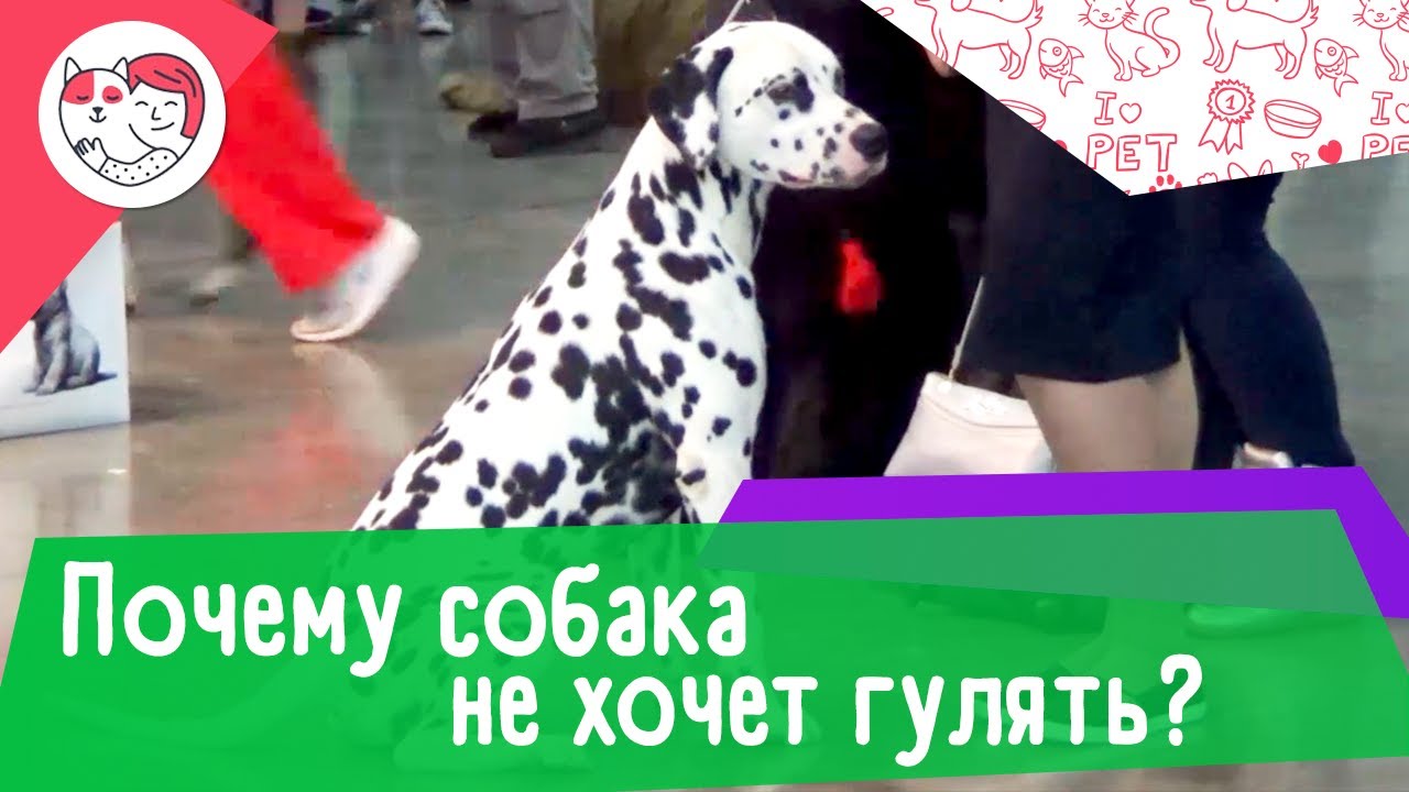 5 причин, почему собака отказывается гулять