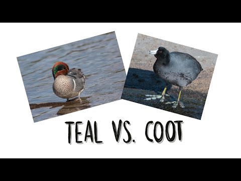 Taste Test: How Does Coot Really Taste?