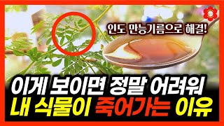 ※ 17%만 보인다는 이 벌레 ※ㅣ잎줄기에 끈적~한 액체가 보인다면