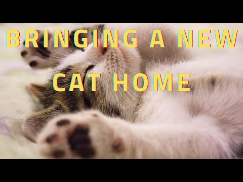 bringing a new cat home preventing problems