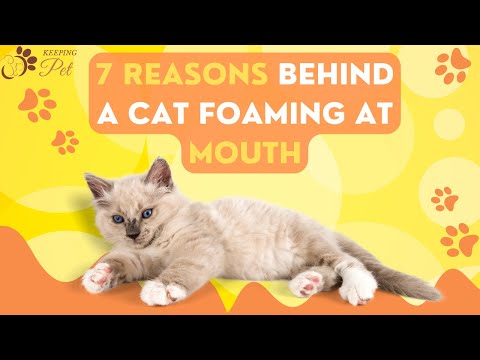 7 Reasons Behind a Cat Foaming at Mouth