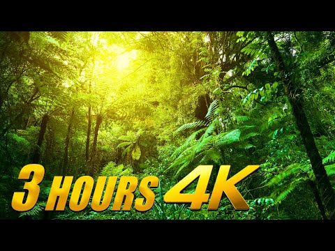 Best 3 HOURS Jungle Sounds Tropical Amazon Rainforest With 4K SLOW MOTION Videos