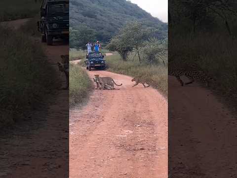 Jhalana leopard Safari #shorts #wildlife #viral #subscribe #short #youtube #rajasthan #jaipur #2023