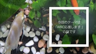 【雑談動画】今回のテーマは｢WBC応援します｣について