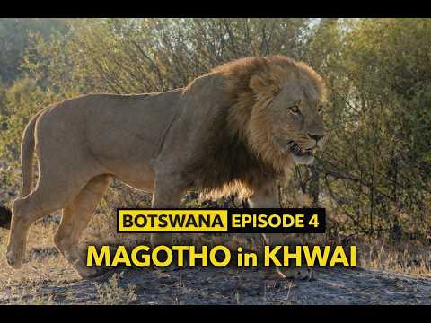 BOTSWANA | EP 4 | Lions, Elephants and a Perfect Bush Ending | Magotho in Khwai