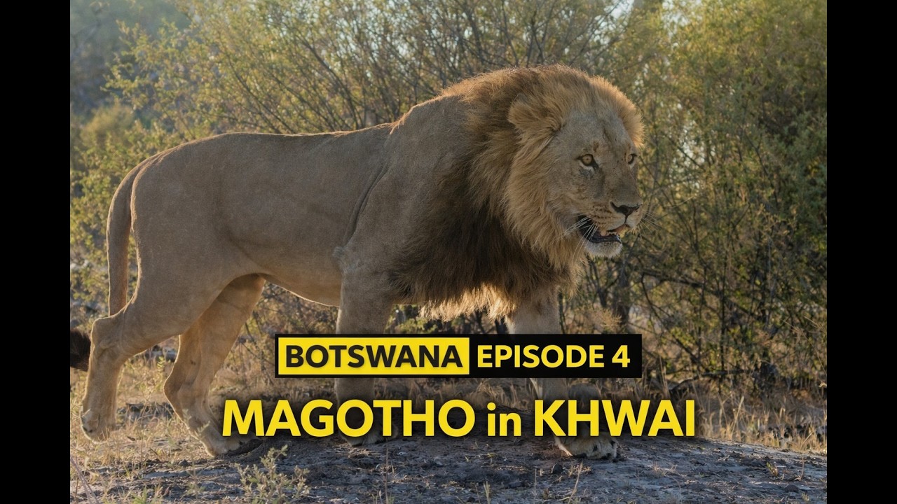 BOTSWANA | EP 4 | Lions, Elephants and a Perfect Bush Ending | Magotho in Khwai