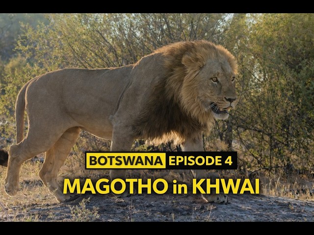 BOTSWANA | EP 4 | Lions, Elephants and a Perfect Bush Ending | Magotho in Khwai SDDEFAULT Thumbnail