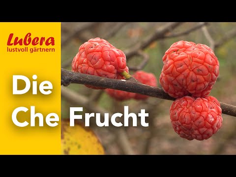 The Seedless Che: An exotic insider tip for the garden