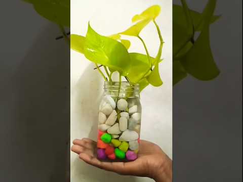 DIY Table Decor Golden Pothos Money Plant /Pebbles Indoor Idea#trending #decor #shorts
