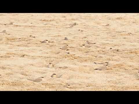 Small Pratincole - Glareola lactea: Beach behavior