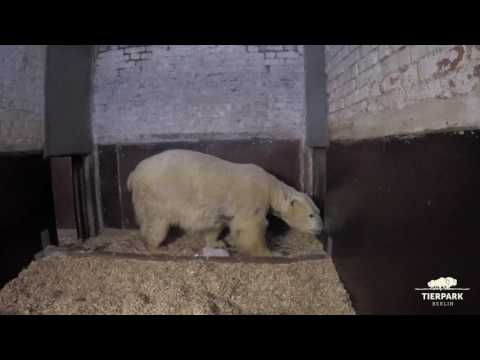 Best of "Kleiner Eisbär" und Mutter Tonja