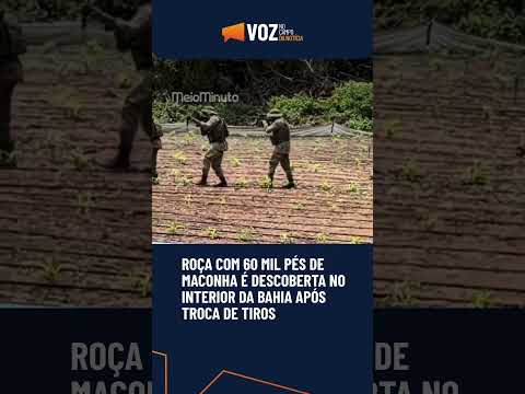 MEGA ROÇA COM 60 MIL PÉS DE MACONHA É DESCOBERTA NO INTERIOR DA BAHIA APÓS TROCA DE TIROS