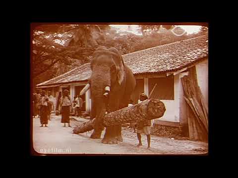 Le travail des éléphants