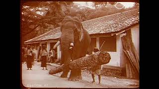 Le travail des éléphants