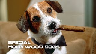Hollywood Dogs! Some Dogs Earn Crazy Amounts! | Making the Movies video