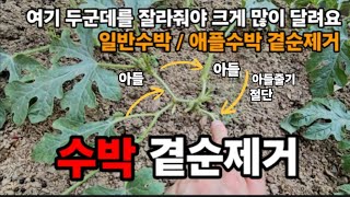 일반수박/애플수박 곁순제거 여기 두군데만 자르면 주렁주렁 열려요! #수박키우기 #수박곁순제거 #수박순치기 #…
