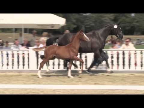 Hf v Antango x Sandro Hit