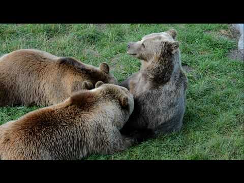 4K VÍDEO ULTRAHD CÃO, ANIMAL DE ESTIMAÇÃO, LAGARTO DE DRAGÃO DE ÁGUA, ANIMAIS DE VIDA SELVAGEM, BELA NATUREZA