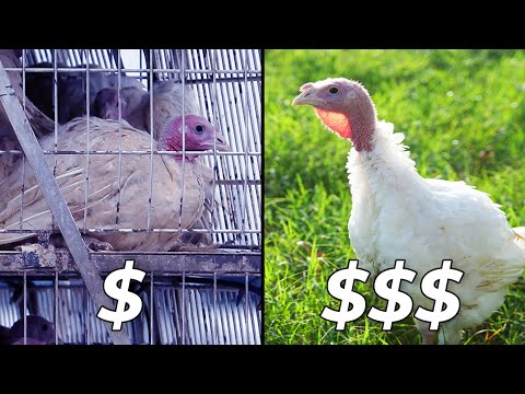 Raising Turkeys the Right Way | Why it's Worth the Cost