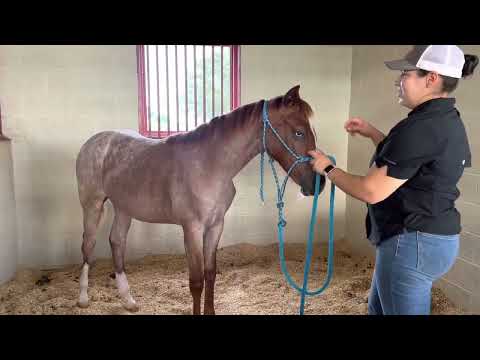 RISKQUE - Lourdes x Gunnatrashya Filly