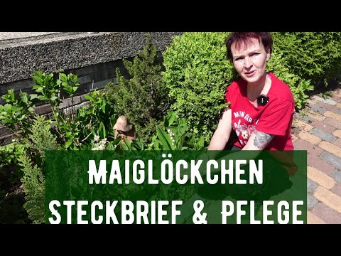 , title : 'Maiglöckchen - Steckbrief & Pflege'