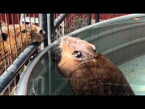 Hampsterwatch