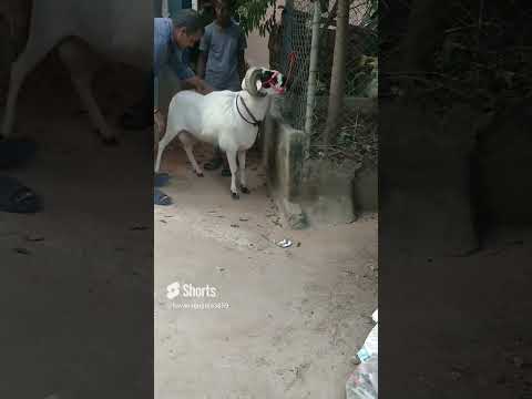 e sheep bale style ga undhi