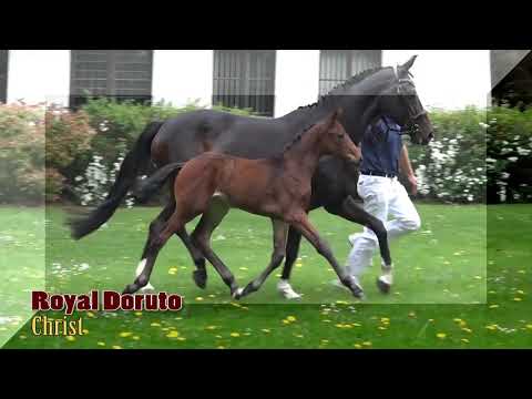 Fohlenauktion Viernheim Shooting Stars 2018 - Trailer HD