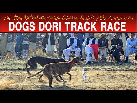 Dogs Race | Dori Track Race | 4th Round | Choha Khalsa Rawalpindi 30-11-25 #dog #greyhound #animals