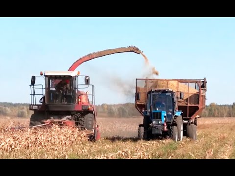 Завершен сев озимых зерновых в Беларуси видео