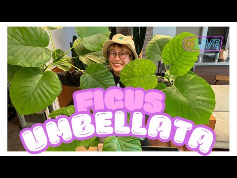 園芸 サントリーナ小ヒノキ、サントリーナグレー