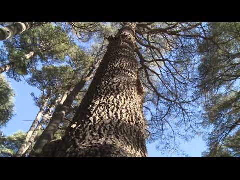 AJ Svijet 05.02. - Nedjelja 21:30