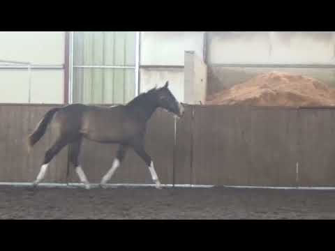 Carmella - 2020 Holsteiner Filly