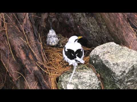White-tailed Tropicbirds, Seychelles