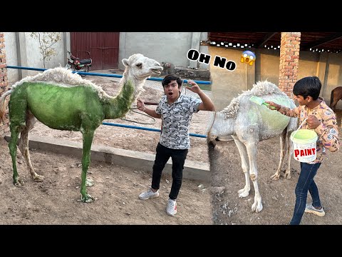 Subhan Ny Camel Ko Colour Kr Dea 😱 Pagal Ho Gea 🥲