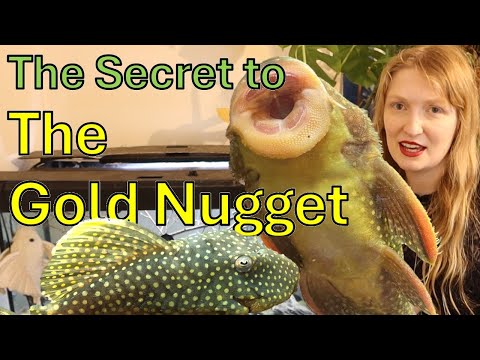 Gold Nugget Pleco — chov náročného druhu