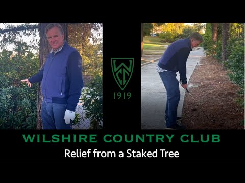 Relief from a Staked Tree