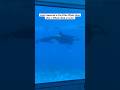 What happened after a Killer Whale killed a trainer at SeaWorld #killerwhale #whale